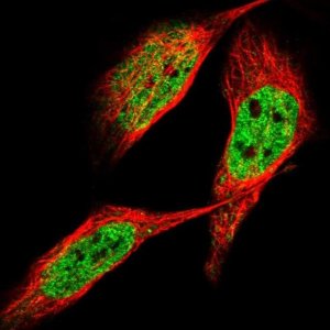 Anti-ZSCAN20 antibody produced in rabbit 