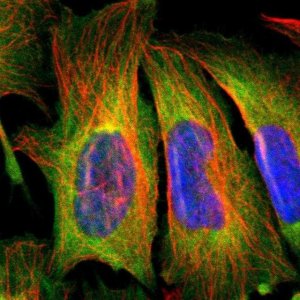 Anti-ZSCAN22 antibody produced in rabbit 