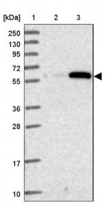 Anti-ZSCAN5A antibody produced in rabbit 