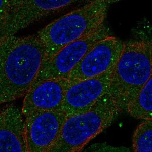 Anti-ZSWIM3 antibody produced in rabbit 
