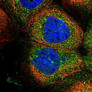 Anti-ZSWIM6 antibody produced in rabbit 