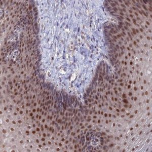 Anti-ZUFSP antibody produced in rabbit 