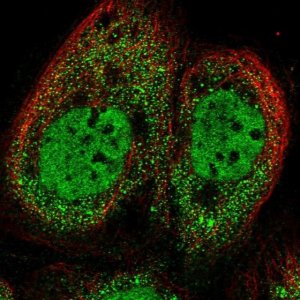 Anti-ZUFSP antibody produced in rabbit 