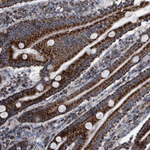 Anti-ZWINT antibody produced in rabbit 