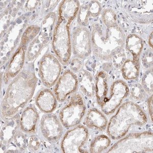 Anti-ZYG11B antibody produced in rabbit 