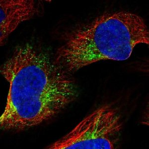 Anti-ZYG11B antibody produced in rabbit 