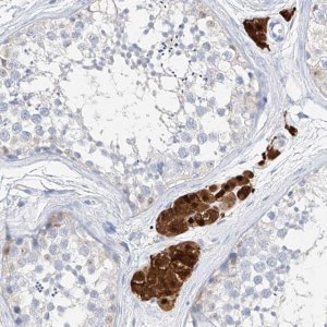 Anti-ZZEF1 antibody produced in rabbit 