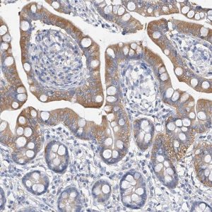 Anti-ZZEF1 antibody produced in rabbit 