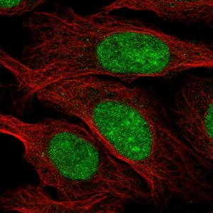 Anti-ZZZ3 antibody produced in rabbit 