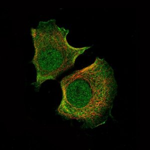 Monoclonal Anti-AKT1 antibody produced in mouse 
