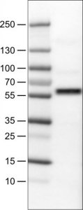 Monoclonal Anti-AKT1 antibody produced in mouse 