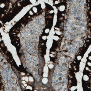 Monoclonal Anti-APOA4 antibody produced in mouse 
