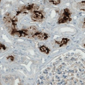 Monoclonal Anti-APOA4 antibody produced in mouse 