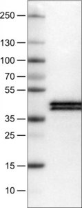 Monoclonal Anti-APOL1 antibody produced in mouse 