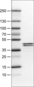 Monoclonal Anti-APOL1 antibody produced in mouse 