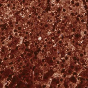 Monoclonal Anti-ARG1 antibody produced in mouse 