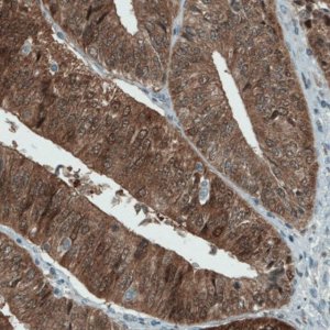 Monoclonal Anti-ASRGL1 antibody produced in mouse 