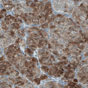 Monoclonal Anti-ASRGL1 antibody produced in mouse 