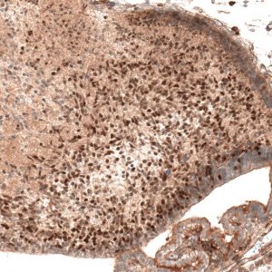 Monoclonal Anti-AUTS2 antibody produced in mouse 