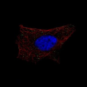Monoclonal Anti-B3GAT1 antibody produced in mouse AMAB91575-100UL