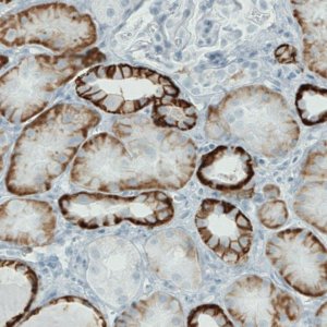 Monoclonal Anti-CA12 antibody produced in mouse 
