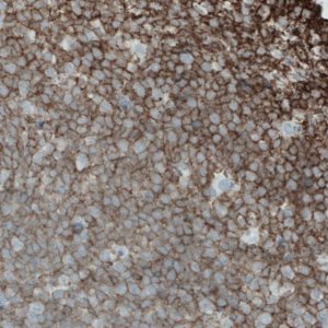 Monoclonal Anti-CD45 antibody produced in mouse 