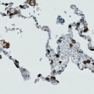 Monoclonal Anti-CD45 antibody produced in mouse 