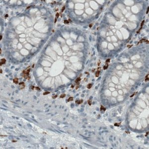 Monoclonal Anti-CD68 antibody produced in mouse 