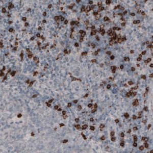 Monoclonal Anti-CD8A antibody produced in mouse 