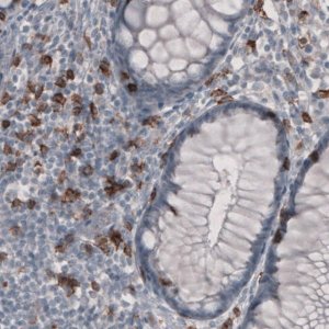 Monoclonal Anti-CD8A antibody produced in mouse 