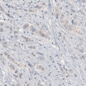 Monoclonal Anti-CEP350 antibody produced in mouse 