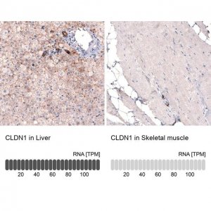 Monoclonal Anti-CLDN1 antibody produced in mouse 