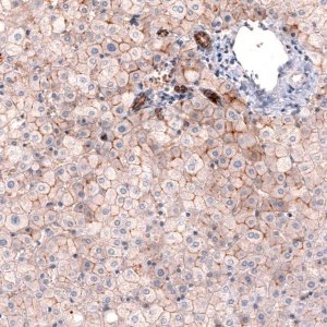 Monoclonal Anti-CLDN1 antibody produced in mouse 