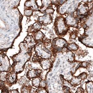 Monoclonal Anti-CLIP1 antibody produced in mouse 