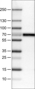 Monoclonal Anti-CNDP1 antibody produced in mouse 