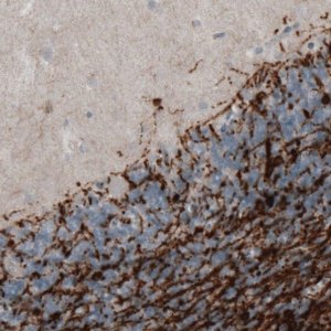 Monoclonal Anti-CNP antibody produced in mouse 