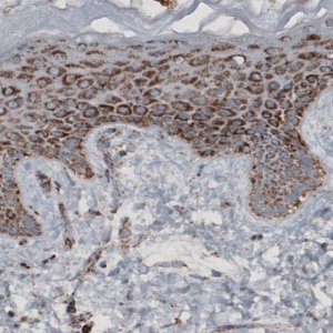 Monoclonal Anti-CS antibody produced in mouse 