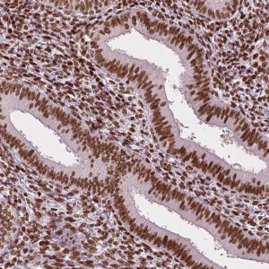Monoclonal Anti-CTCF antibody produced in mouse 