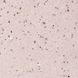 Monoclonal Anti-CUX1 antibody produced in mouse 