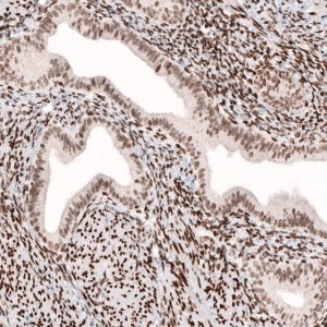Monoclonal Anti-CUX1 antibody produced in mouse 