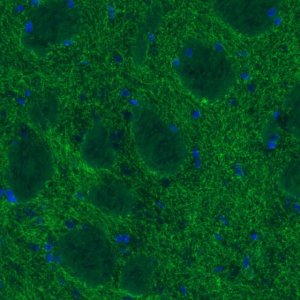 Monoclonal Anti-DAT antibody produced in mouse 