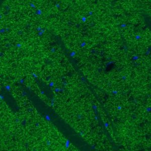 Monoclonal Anti-DAT antibody produced in mouse 