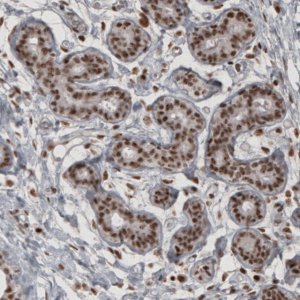 Monoclonal Anti-DAXX antibody produced in mouse 