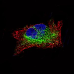 Monoclonal Anti-DES antibody produced in mouse 