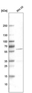 Monoclonal Anti-DES antibody produced in mouse 
