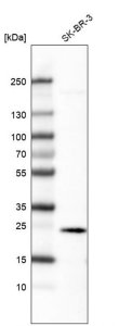 Monoclonal Anti-EFNA1 antibody produced in mouse 