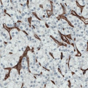 Monoclonal Anti-ENG antibody produced in mouse 