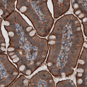 Monoclonal Anti-EZR antibody produced in mouse 