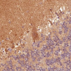 Monoclonal Anti-FABP7 antibody produced in mouse 