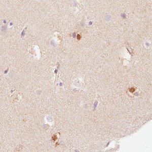 Monoclonal Anti-FABP7 antibody produced in mouse 